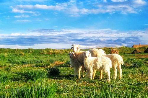 1991年属羊的是什么命 91年出生的羊五行属什么