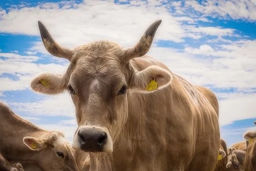 本命年不能穿红的生肖，有什么说法