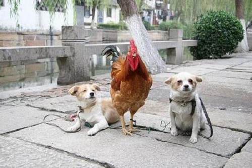 属狗和属鸡相克怎么化解  狗和鸡相害怎么办