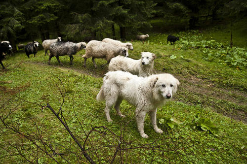 属狗和属羊相克怎么化解  狗和羊相破怎么办