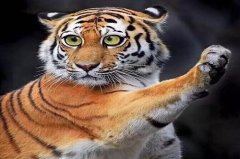 虎蛇猴相克怎么化解   虎蛇猴三刑怎么办