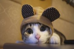 养猫会带来什么运气