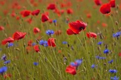 2021年适合添丁生子的几大生肖