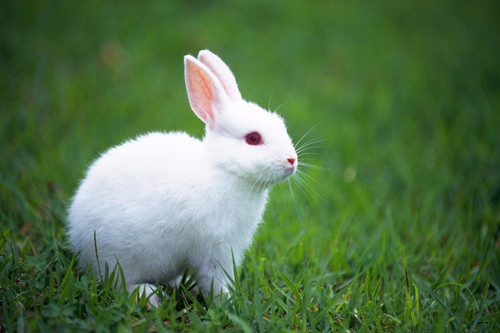 1963年出生的属兔人2023年几岁了