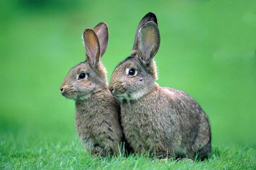 1975年出生的属兔人2023年几岁了