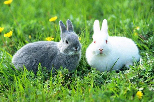 兔和龙做生意合不合财 最佳合作对象是谁