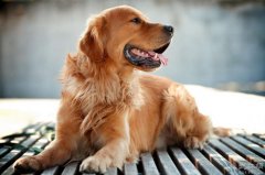 父亲属狗儿子属龙犯冲吗，有什么说法