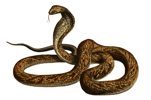 属蛇人最怕的人是谁 属蛇的敌人属相