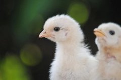 男龙女鸡为什么走不到一起，具体有哪些原因