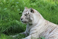 属虎为什么要远离属猴，有什么原因