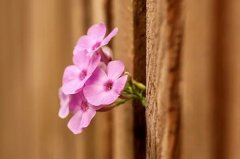 2022年桃花位是什么方向  虎年招桃花风水布局