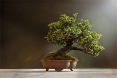 家里最旺财的十种花，家里养什么花旺财