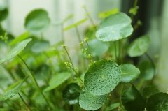 属羊的招财植物是什么，家里养这几种植物最好