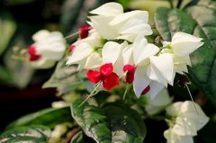 属龙人养什么花运气好，家里有这些花旺财又招贵人