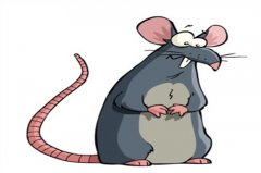 什么生肖的人靠近鼠会发达，与鼠合财的生肖