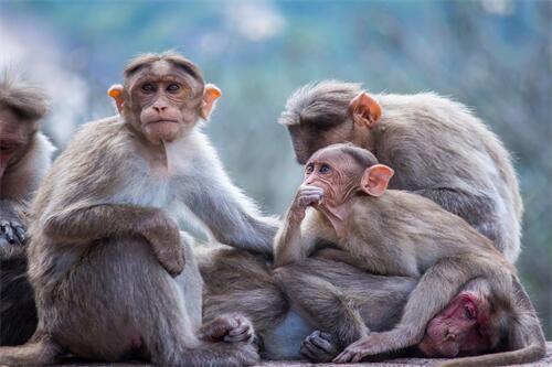 68年男猴一生有二婚 68年男猴该如何提升婚姻幸福