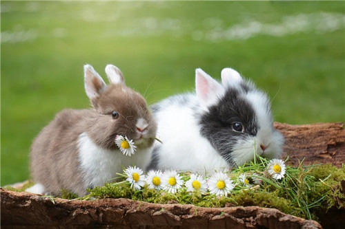 2023年兔宝宝出生最佳的农历月 2023年兔宝宝几月出生命最好