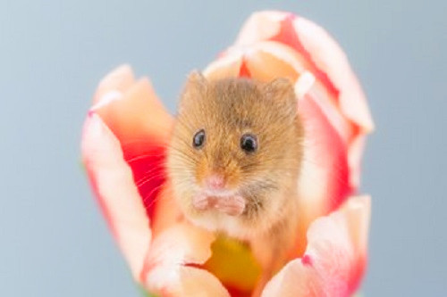 属鼠的适合养什么花旺财 属鼠人家里最佳旺财植物