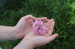 属羊人改命最灵的方法，属羊人用什么方式能旺运