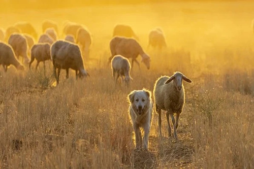 2023年属羊的是什么命 命运如何