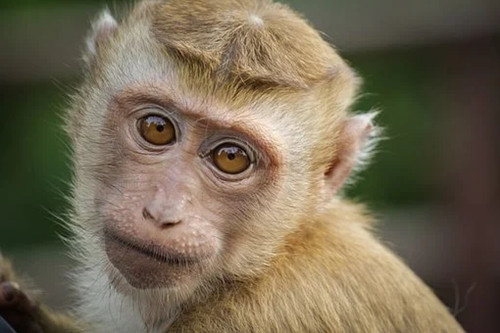 2004年是苦命猴还是富猴 几月的属猴命最好