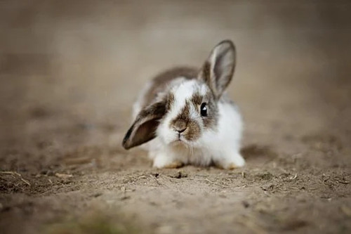 2023年出生的兔命运如何 2023年兔什么时候出生最好