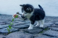 家里养黑猫好吗风水说法，养黑猫对家里风水怎样