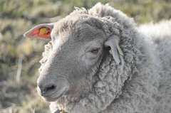 2024年对属羊是翻身之年吗，属羊人2024年运势发展如何