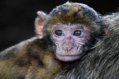 属猴2025犯太岁吗，属猴人在2025年蛇年运势发展如何
