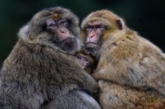 2025属猴的的双重太岁是哪一年，属猴如何化解太岁